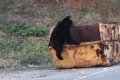 Медведь колотил бутылки и поглощал пакеты в Корсаковском районе