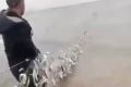 Сахалинские браконьеры похвалились отличным уловом зубатки
