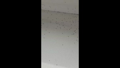 Каждую весну полчища неизвестных жуков заполоняют квартиры сахалинцев