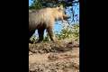 Сахалинец в опасной близости снял на камеру красивого медведя на Кунашире