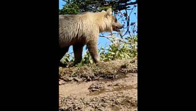 Сахалинец в опасной близости снял на камеру красивого медведя на Кунашире