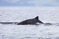 Новый вид китов обнаружили в акватории Южных Курил