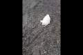 В Корсаковском районе на берегу моря нашли мертвого белька
