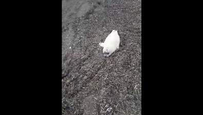 В Корсаковском районе на берегу моря нашли мертвого белька