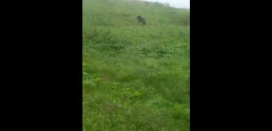 Двух мишек заметили в Корсаковском районе за поеданием травы