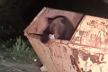 Сахалинцы не жалуются на медведя, облюбовавшего мусорный бак