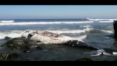 Тушу кита выбросило на берег Кунашира рядом со "Спящей красавицей"