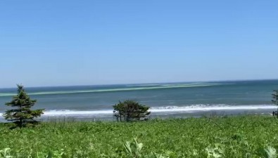 Зеленую пену в море наблюдают с восточного побережья Сахалина