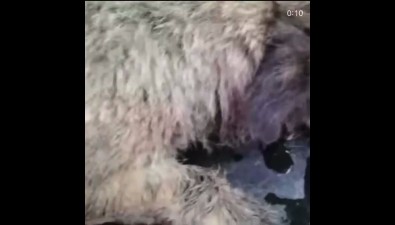 Полуживую собаку с удавкой на шее вызволили из плена южносахалинцев