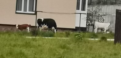 На Шикотане коровы захватили и загадили дворы