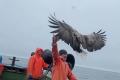 Орлан кормился из рук рыбаков у берегов Курильских островов