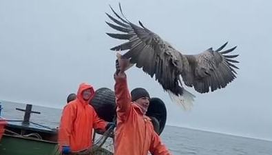 Орлан кормился из рук рыбаков у берегов Курильских островов