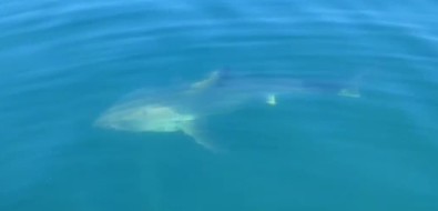 Сахалинцы на морской рыбалке встретили голодную акулу