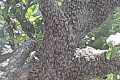 Рой пчел облепил дерево в саду южносахалинца