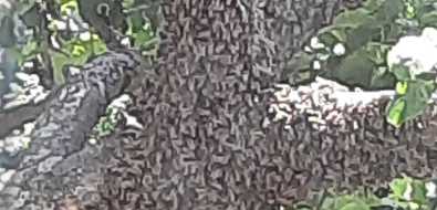 Рой пчел облепил дерево в саду южносахалинца