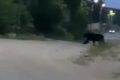 Крупный медведь разгуливал по селу на севере Сахалина