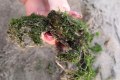 Сахалинка спасла крабика, заросшего морской травой