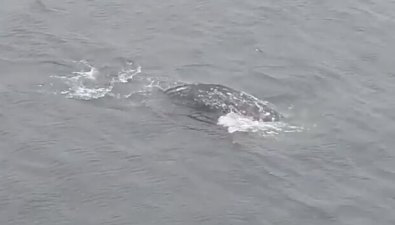 На северо-востоке Сахалина серый кит покрасовался перед камерой
