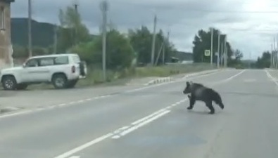 В Тымовском медвежонок перебежал дорогу в неположенном месте