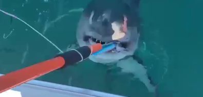 Сахалинцы поймали акулу у южного побережья острова