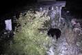 На севере Сахалина медведица облюбовала дачи и огороды