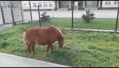 Возле школы в Дальнем прогулялась пони