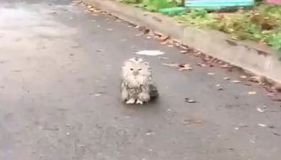 Сова, сидящая во дворе, как кошка, удивила южносахалинку