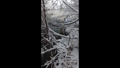 Сбитая автомобилем собака едва не погибла в сахалинской реке