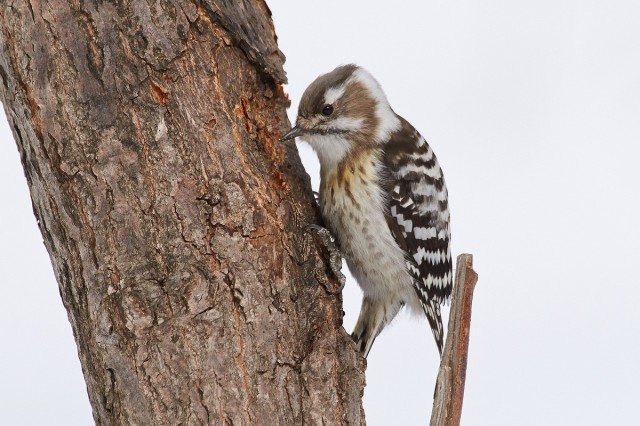 Малый острокрылый дятел
Japanese Pygmy Woodpecker
Просмотров: 794
Комментариев: 4