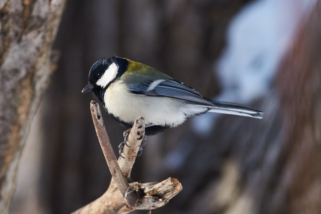 Japanese Tit
Фотограф: VictorV
Восточная синица
Просмотров: 479
Комментариев: 0