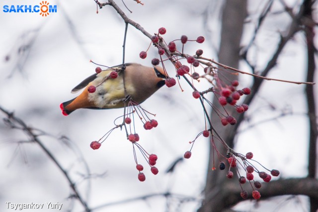 Самочка
Фотограф: Tsygankov Yuriy
Японский свиристель
Просмотров: 88
Комментариев: 0