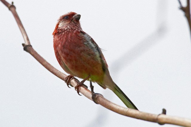 Урагус
Фотограф: VictorV
Long-tailed Rosefinch
Просмотров: 1165
Комментариев: 0