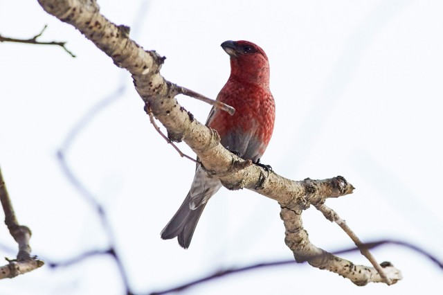 Щур
Фотограф: VictorV
Pine Grosbeak
Просмотров: 758
Комментариев: 1