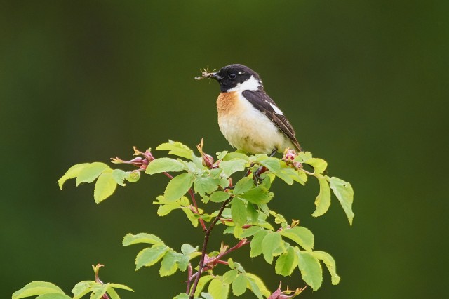 Черноголовый чекан, самец
Фотограф: VictorV
Common Stonechat, male
Просмотров: 349
Комментариев: 0