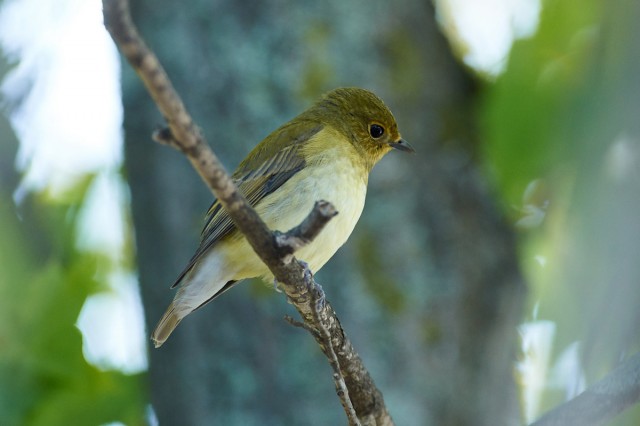 Молодая Японская мухоловка
Фотограф: VictorV
Narcissus Flycatcher
Просмотров: 544
Комментариев: 1