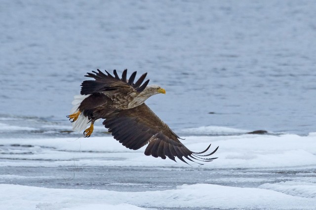 Орлан-белохвост
Фотограф: VictorV
White-tailed Sea Eagle
Просмотров: 778
Комментариев: 3