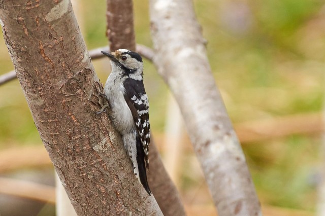 Большой острокрылый дятел
Фотограф: VictorV
Grey-capped Pygmy Woodpecker
Просмотров: 243
Комментариев: 0