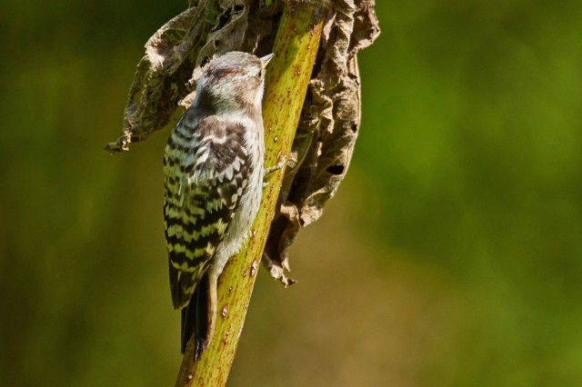 Малый острокрылый дятел
Фотограф: VictorV
Japanese Pygmy Woodpecker
Просмотров: 647
Комментариев: 0