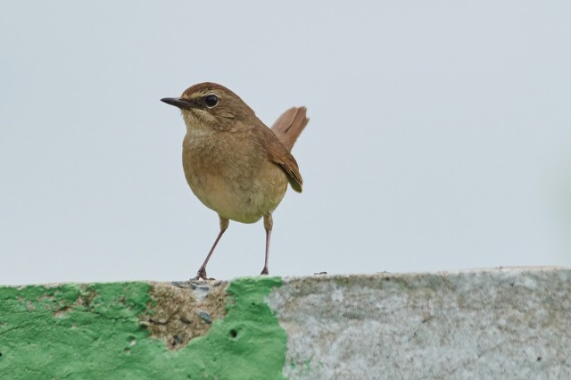 Соловей-красношейка, самка
Фотограф: VictorV
Siberian Rubythroat, female
Просмотров: 901
Комментариев: 1