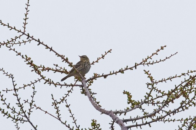 Olive-backed Pipit
Пятнистый конёк
Просмотров: 412
Комментариев: 0