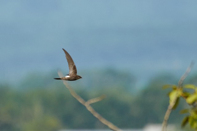 Белопоясный стриж
Фотограф: VictorV
Fork-tailed Swift
Просмотров: 557
Комментариев: 0