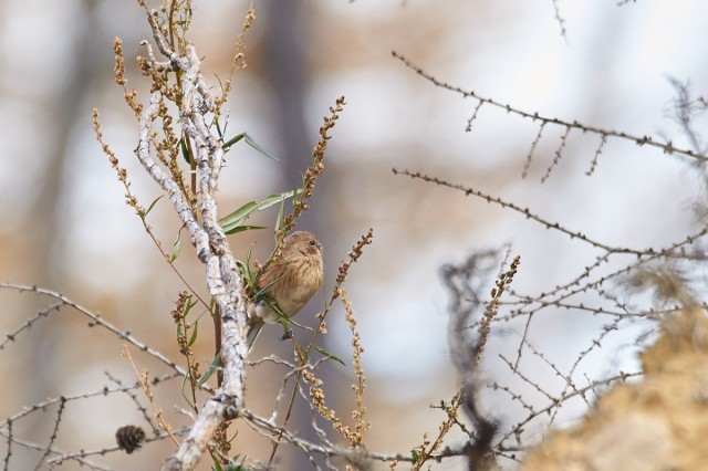 Сибирская чечевица
Фотограф: VictorV
Pallas's Rosefinch
Просмотров: 353
Комментариев: 0