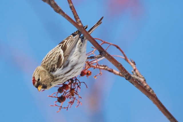 Common Redpoll
Фотограф: VictorV
Чечетка
Просмотров: 385
Комментариев: 0