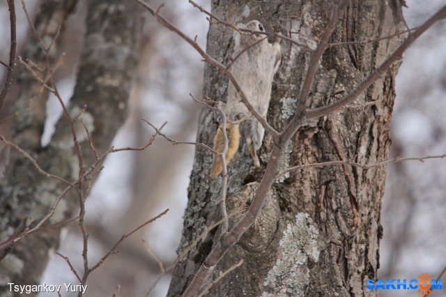Белка-летяга или летучая белка (Pteromys volans)
Фотограф: Tsygankov Yuriy

Просмотров: 416
Комментариев: 0