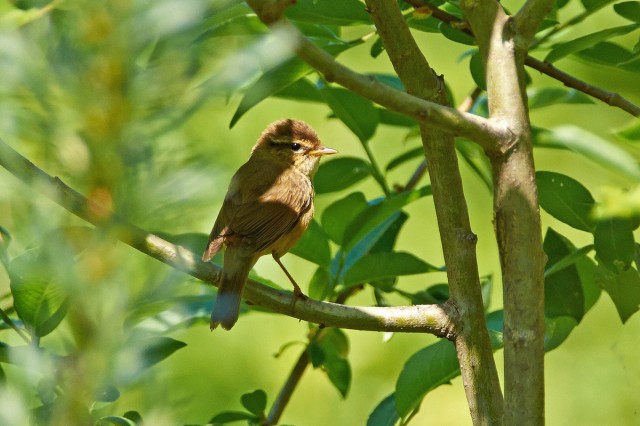 Толстоклювая пеночка
Фотограф: VictorV
Radde's Warbler
Просмотров: 589
Комментариев: 1