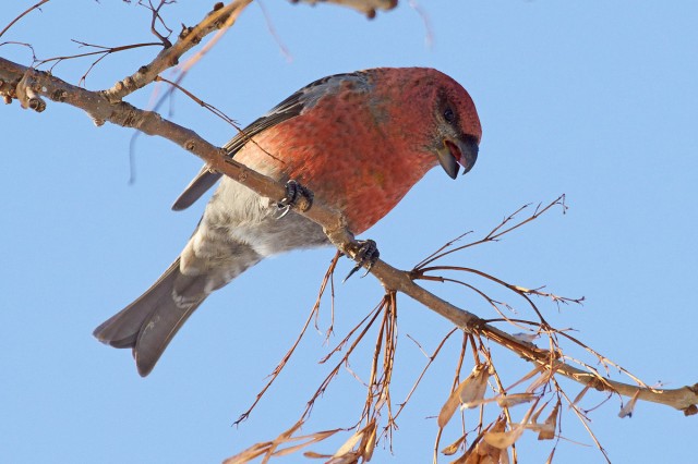 Щур
Фотограф: VictorV
Pine Grosbeak
Просмотров: 349
Комментариев: 1