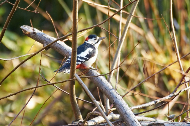 Большой пестрый дятел
Фотограф: VictorV
Great Spotted Woodpecker
Просмотров: 1688
Комментариев: 2