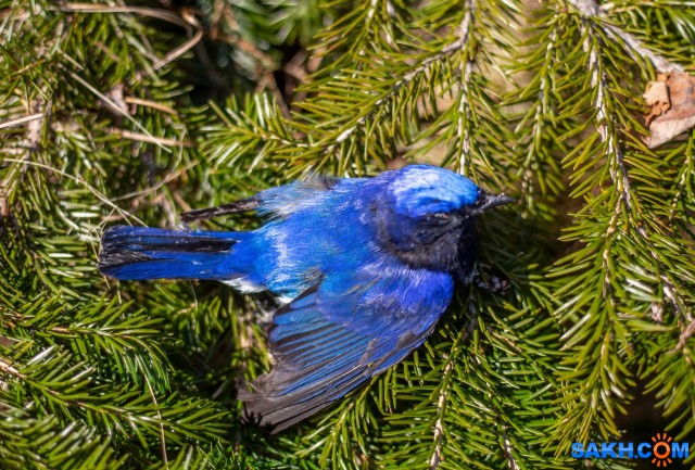 Синяя мухоловка?
Cyanoptila cyanomelana
Просмотров: 551
Комментариев: 0