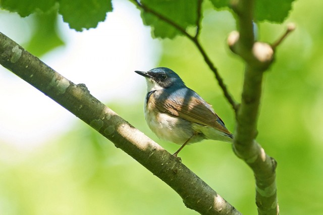 Siberian Blue Robin
Фотограф: VictorV
Синий соловей
Просмотров: 307
Комментариев: 3