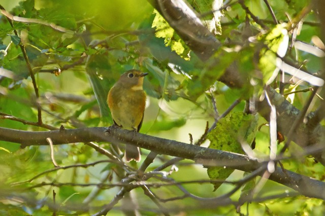 Синехвостка
Фотограф: VictorV
Orange-flanked Bush-robin
Просмотров: 487
Комментариев: 0